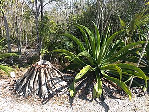 Agave caymanensis 1.jpg