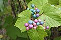 Ampelopsis-brevipedunculata