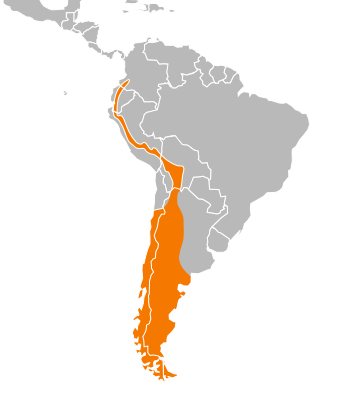 Anairetes parulus repartition