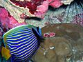 Anglefish and Hump Coral - Howland Island NWR