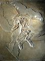 Archaeopteryx lithographica (Berlin specimen)