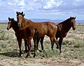 Arizona 2004 Mustangs