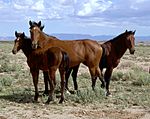 Three horses standing in an open area