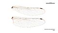 Austroaeschna parvistigma male wings (34209519964)