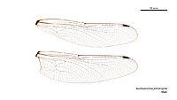Austroaeschna parvistigma male wings (34209519964)