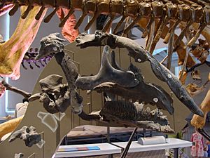 Bactrosaurus skull