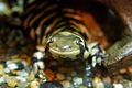 Barred Tiger Salamander Tennoji