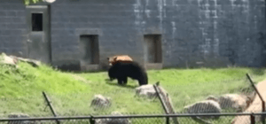 Bears at ZooAmerica
