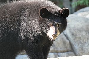 Black Bear at Henson Robinson Zoo