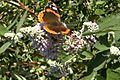Buddleja officinalis with Red Admiral