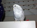Budgerigar with full crop