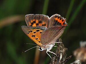 Butterfly June 2008-1