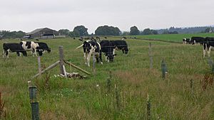 Cattle in field nearThursley - geograph.org.uk - 1439092