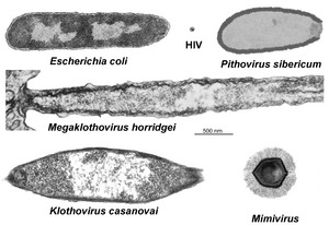 Comparison of the size of giant viruses to a common virus (HIV) and bacteria (E. coli)