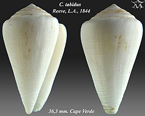 Conus tabidus 1.jpg