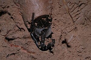 Cyclocosmia sp. in burrow (Marshal Hedin)