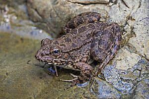 Cyprus water frog (Pelophylax cypriensis).jpg