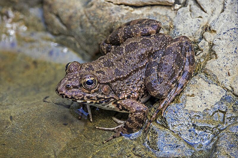 Cyprus water frog (Pelophylax cypriensis)