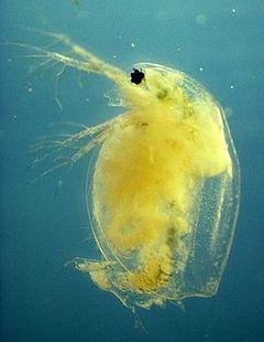 Daphnia magna infected with the Pasteuria ramosa