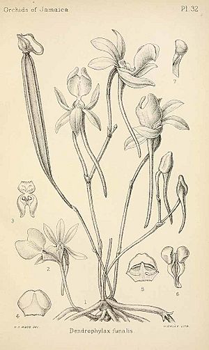 Dendrophylax funalis Illustration by H. A. Wood