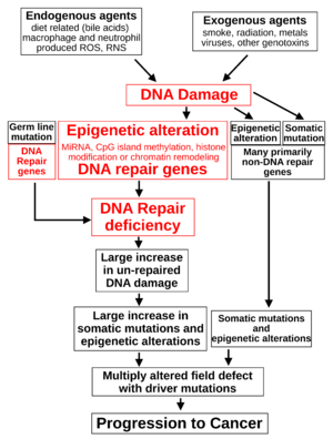 Diagram Damage to Cancer Wiki 300dpi