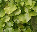 Dioscorea elephantipes 03 ies