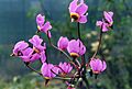 Dodecatheon alpinum.jpg
