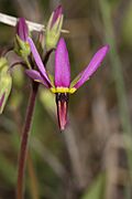 Dodecatheon poeticum 7866.JPG