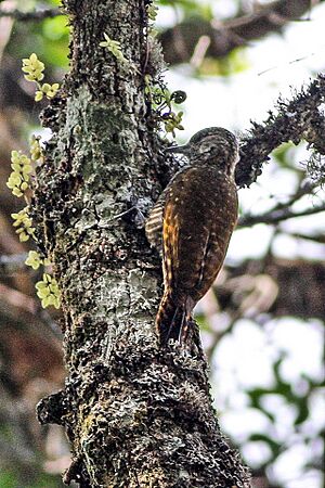 Dot-fronted Woodpecker.jpg