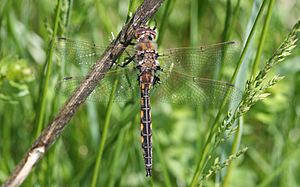 Dragonfly ran-4748 Epitheca cynosura.jpg
