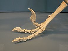 Dromaeosaurus feet