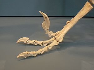 Dromaeosaurus feet