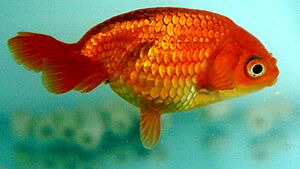 Eggfish