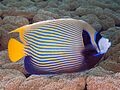 Emperor angelfish (Pomacanthus imperator)