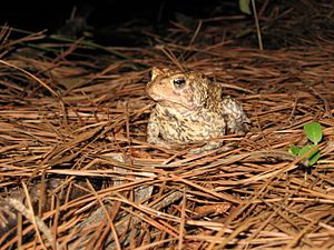 Endangered Houston toad (Bufo houstonensis)1
