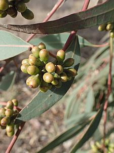 Eucalyptus michaeliana buds