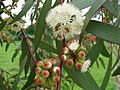 Eucalyptus pauciflora1