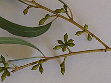 Eucalyptus scoparia buds