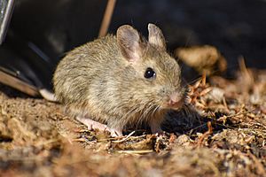 Euneomys chinchilloides 203214532.jpg