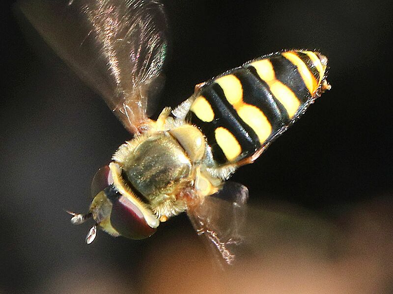 Eupeodes fumipennis-female hovering