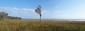 FL Lake Louisa SP west pano01