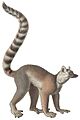 FMIB 46849 Primates Maki Moccoe Lemur catta (white background)