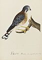 Falco sparverius Linnaeus American kestrel - Ann Lee - 107-1973-18