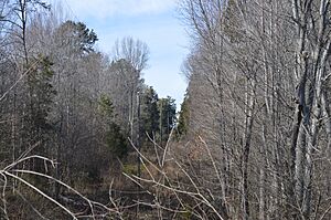 Federal Hill woodlands