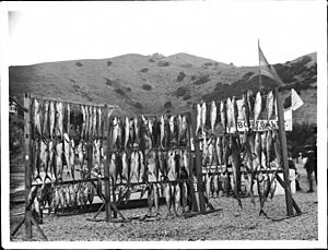 Fish catch at Santa Catalina Island, 1905 (CHS-1604)