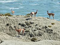 Four Llama-like guanacos on a rock cliff with the ocean in the background