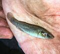 Fundulus jenkinsi