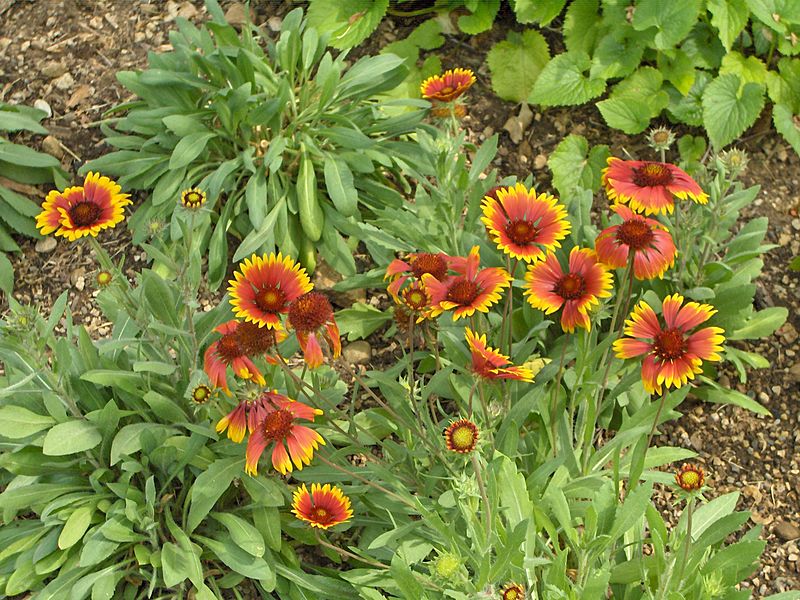 Gaillardia x hybrida Kobold