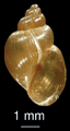 Galba truncatula shell