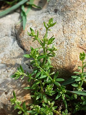 Galium murale sl9.jpg